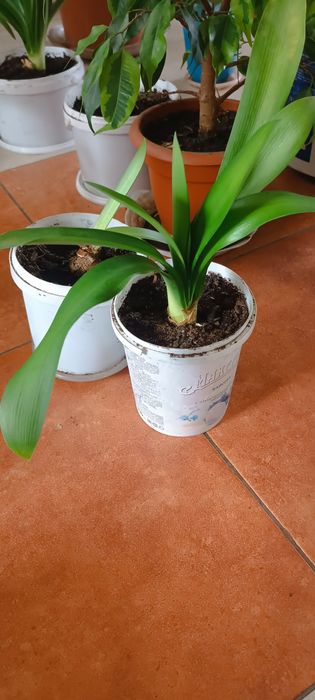 Комнатные цветы. Не дорого