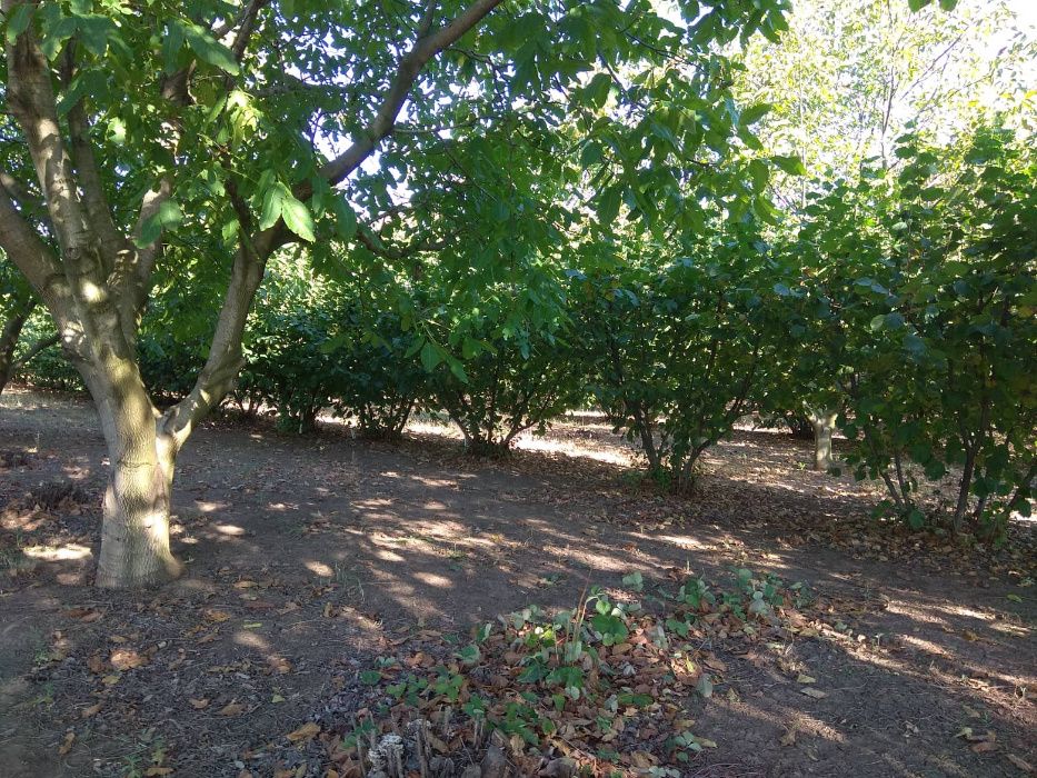 Продава се Земеделски имот в Шумен, Център -  кв.м за 3060 €/дка - Снимка #2