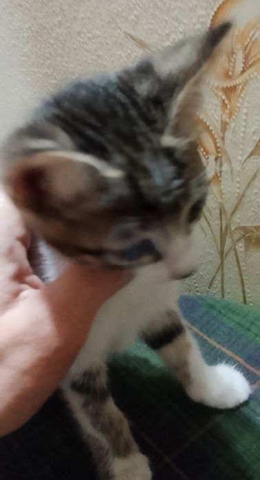 КОТЯТА .Бесплатно. Ташкент. Отдам котят в добрые руки