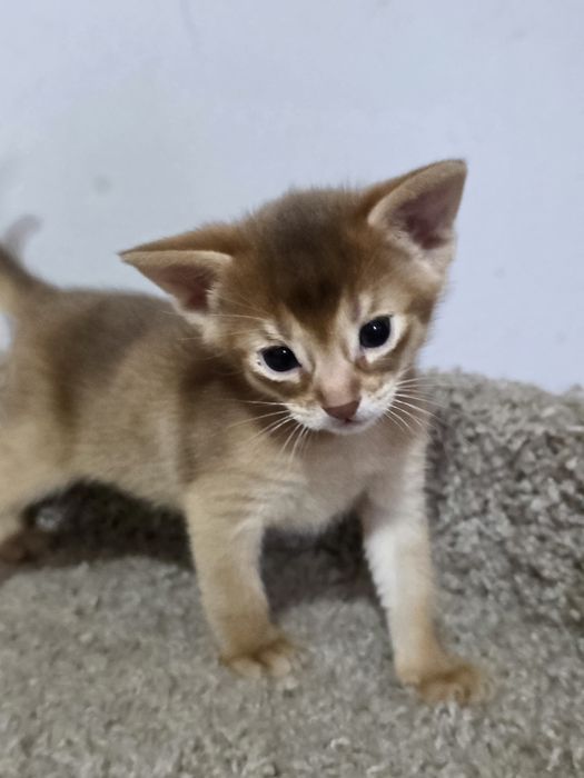 Абиссинские котята