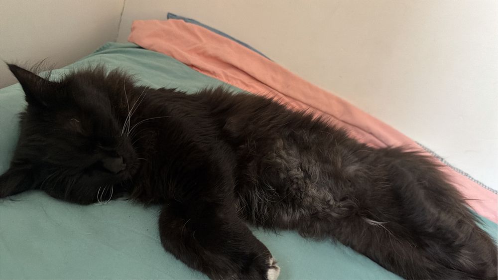 Кот Мальчик взрослый