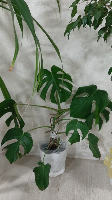 Комнатная монстера