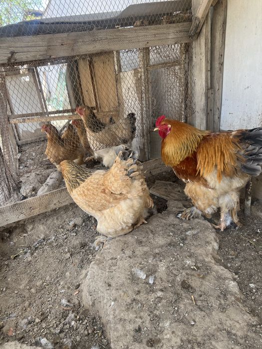 Brama tovuq tuxumlari sotiladi.Narxi 10000 so’mdan