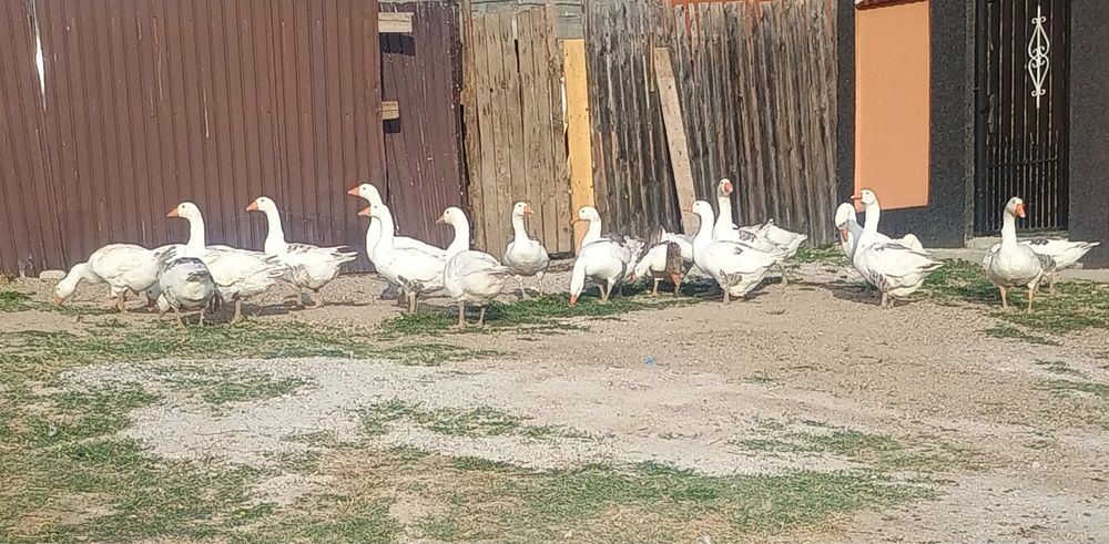 Gâște de vânzare