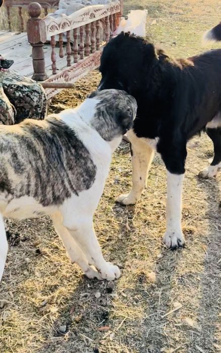 Щенки Алабая кушыктер Алабай