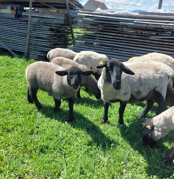 Suffolk berbecut miel