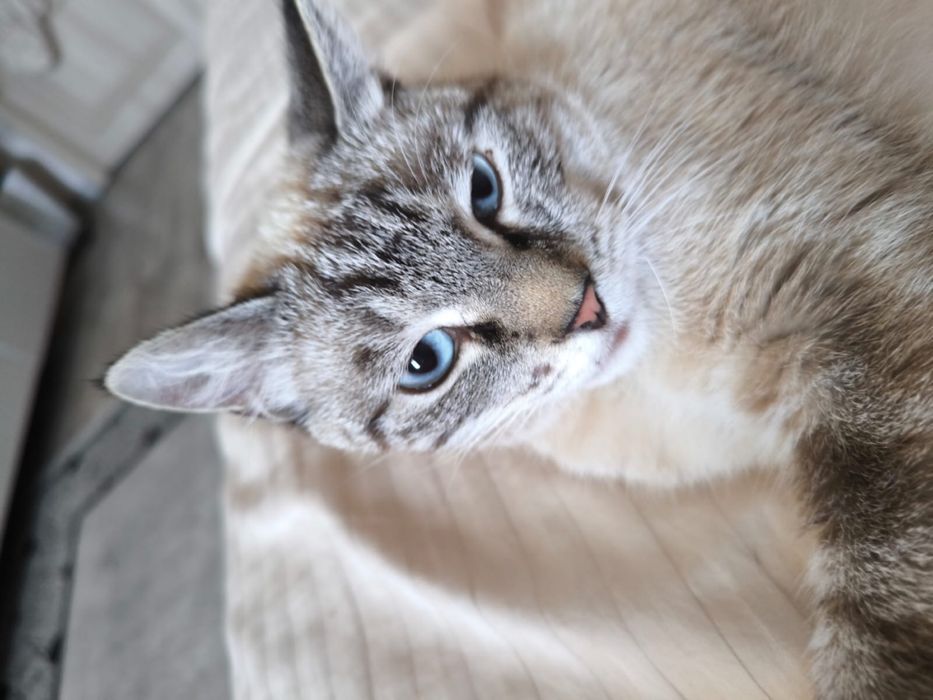 Отдам котика в хорошие руки