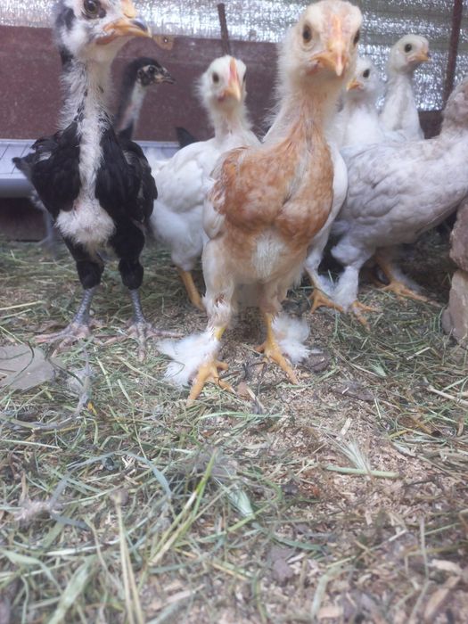 Jo'jalar bor Brama, qorashahzoda, indoutkalar