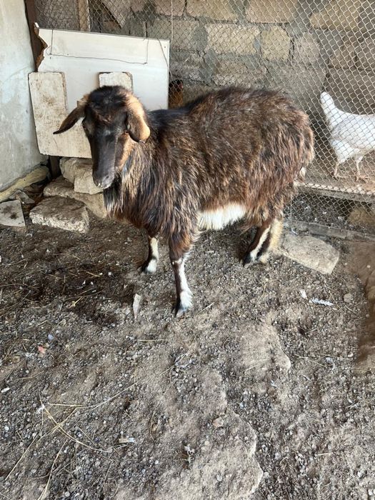 Буаз ешкі сатылады