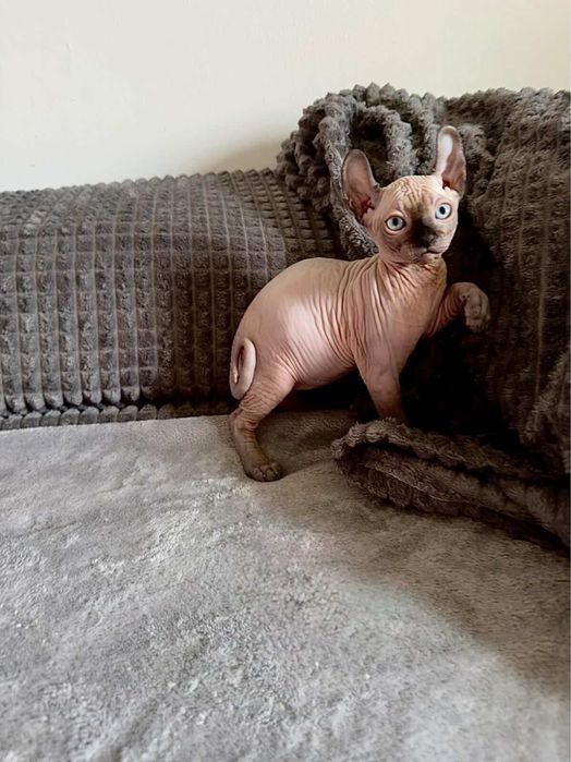 Pui de pisică Sphynx Elf / Canadian Sphynx Născuți la data de 06.03.2026