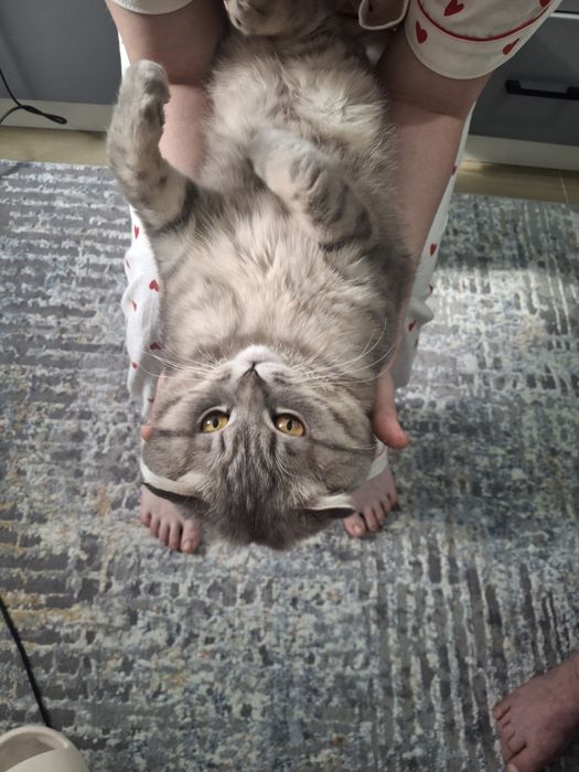 Нам нужна девочка