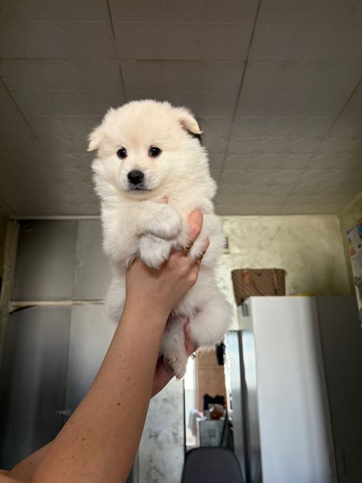 Spitz german 5 saptamani