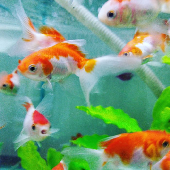 Корма для рыб в Афалине. Аль Фараби Навои