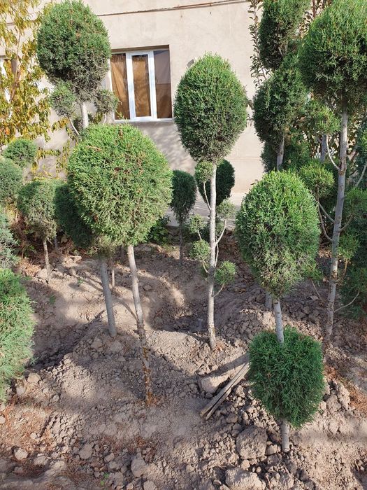 Kepars archalar sotiladi