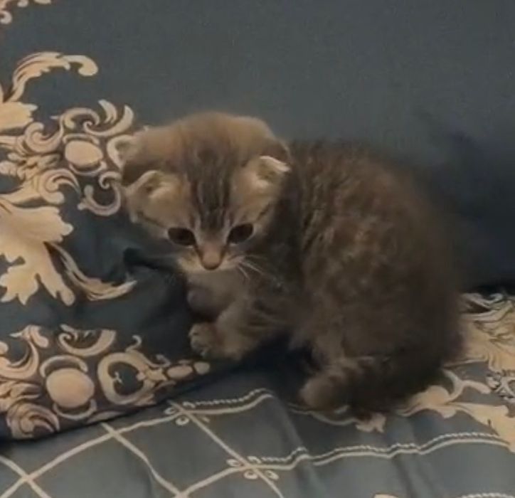 Scottish Fold