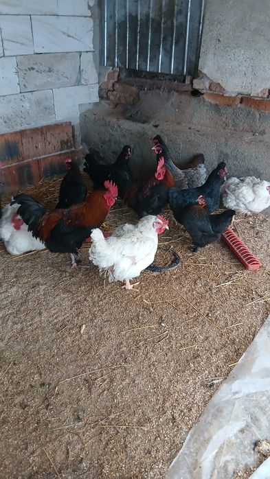 Ouă bio pt consum sau incubat