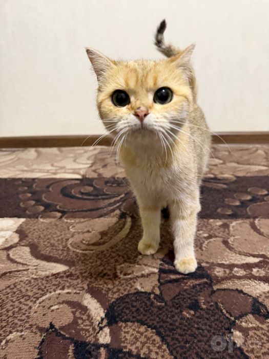 Продам в добрые руки кошку породы шиншилла
