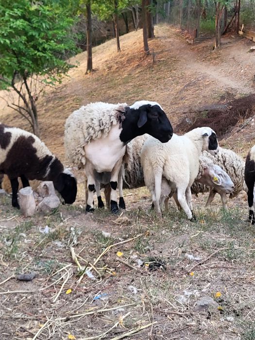 Pereche miei dorper.