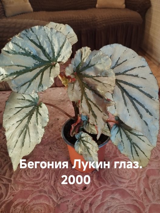 Продам комнатные растения