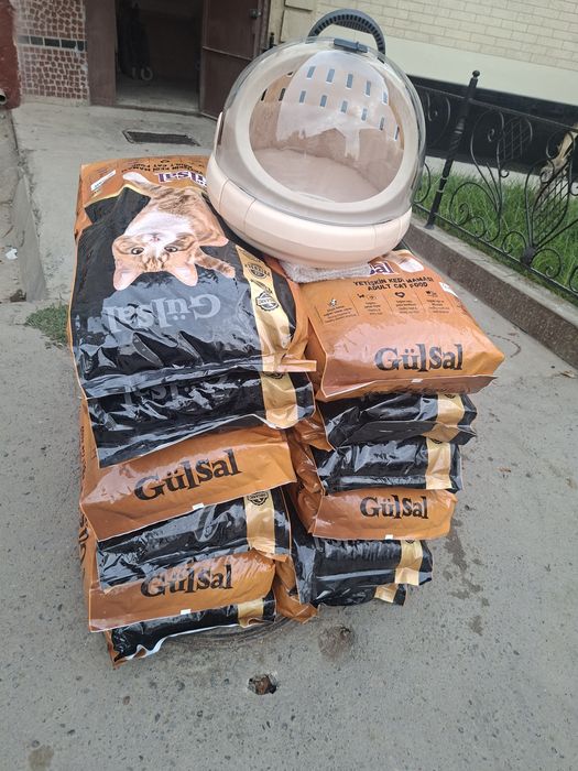 Зотдор хакикий уй мушуги сотилади Тошкенда! Кошка продаётся в Ташкенте