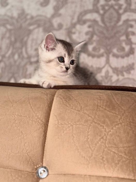 Серебристая шиншила , чистакровная парода