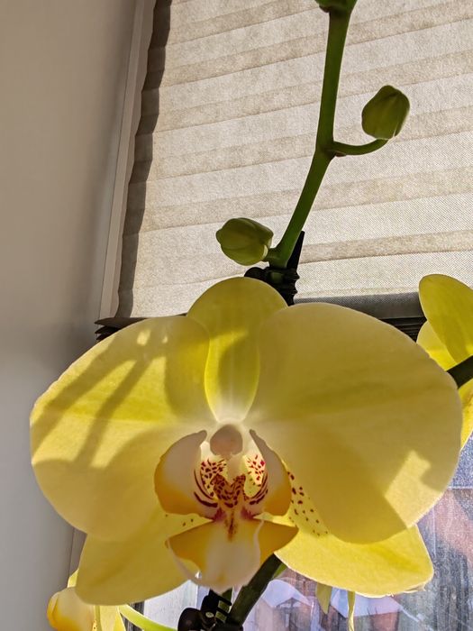 Орхидея фаленопсис