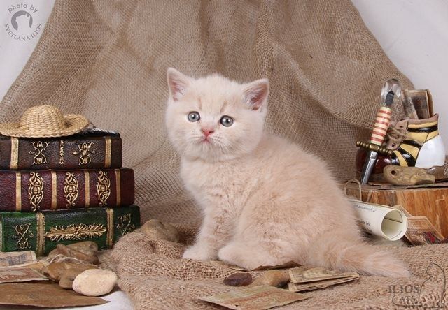 Британские котята