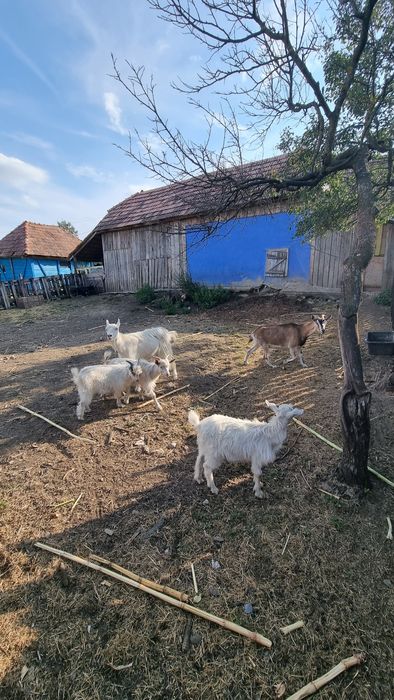 De vânzare capre și iezi