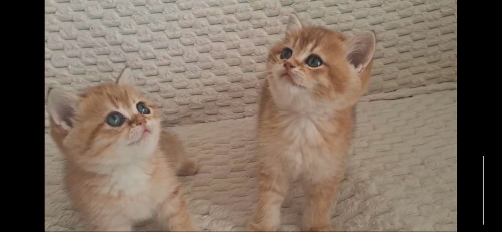 Продаются элитные котята