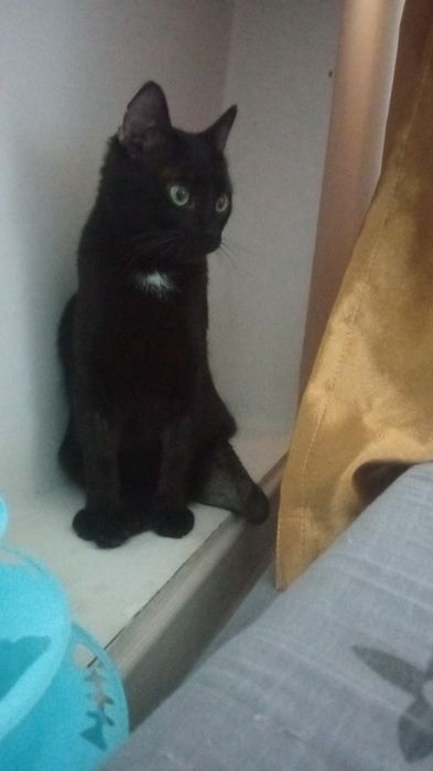 Котик потеряшка ищет своих хозяев