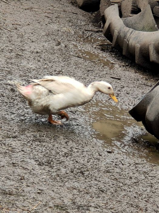 Vând rate românești