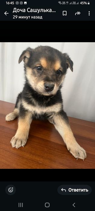 Щенкам нужна семья!