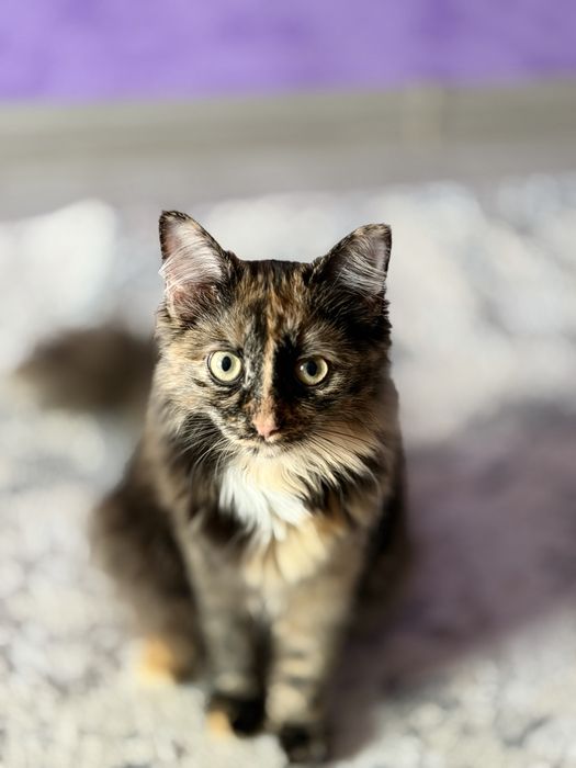 Отдам даром котенка