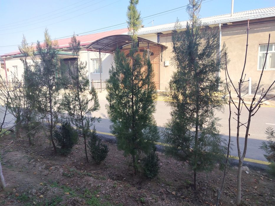 Archa kocha sotiladi