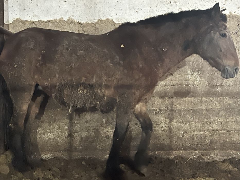 Семіз бие жілікке соямын