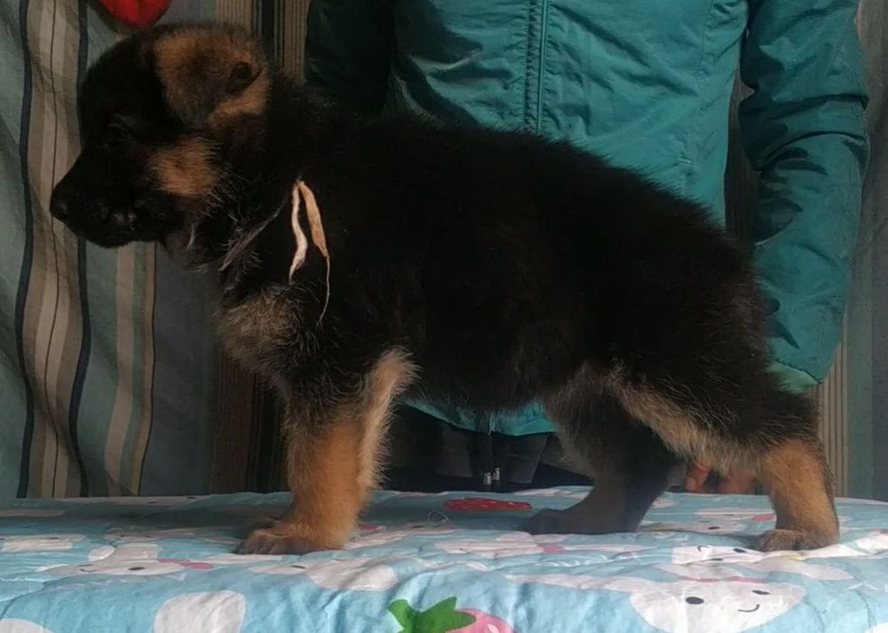 Немецкие овчарки ( стандарт)