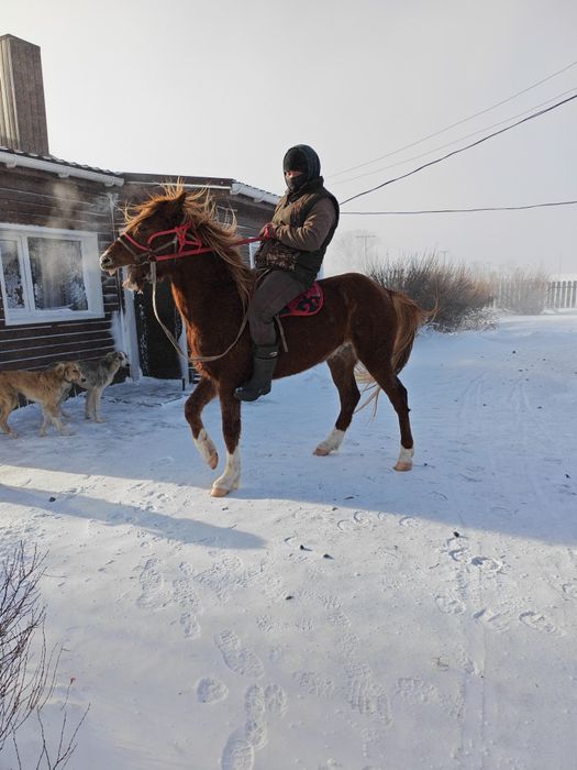 Продам инаходца, Жорға мерина