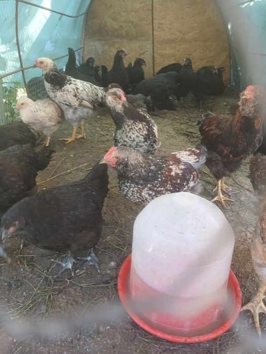 Vând animalele urgent!!!
