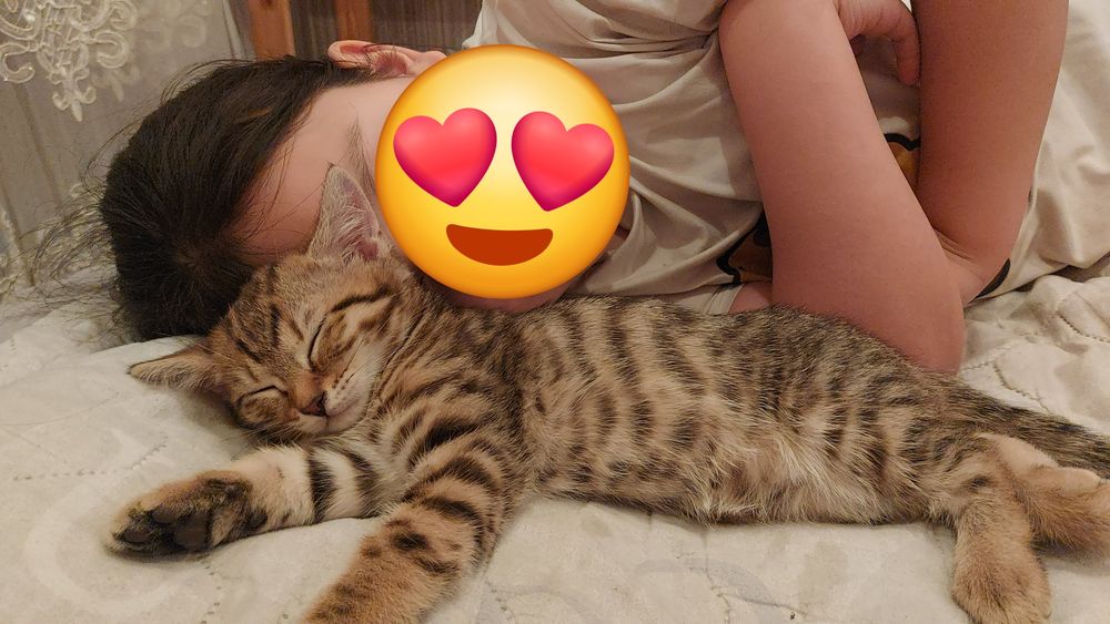 Котенок (девочка) шотладская