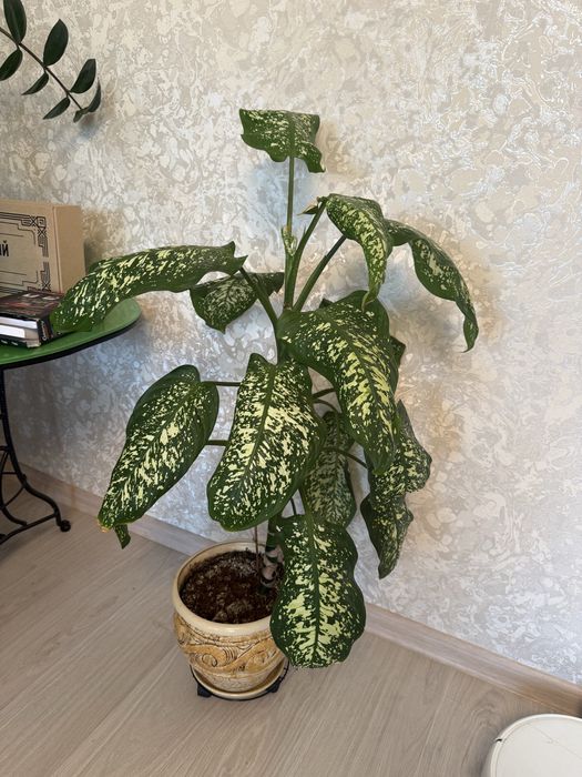Продам китайскую розу, доллар и диффенбахию
