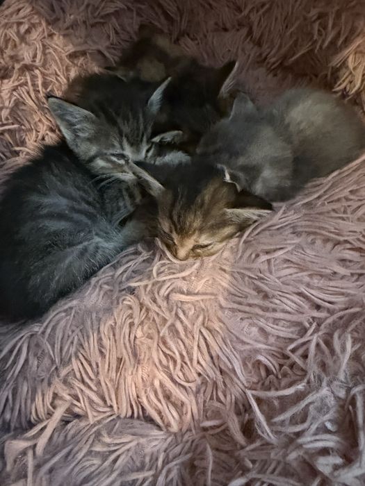 Отдам котят в добрые руки.