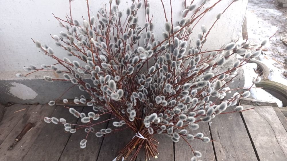 Продажа настоящей вербы