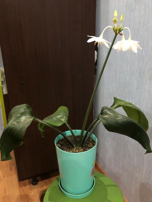 Эухарис ( амазонская лилия)