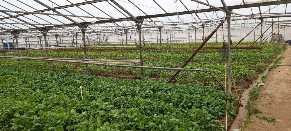 Продаетcя бизнес тепличное хозяйство