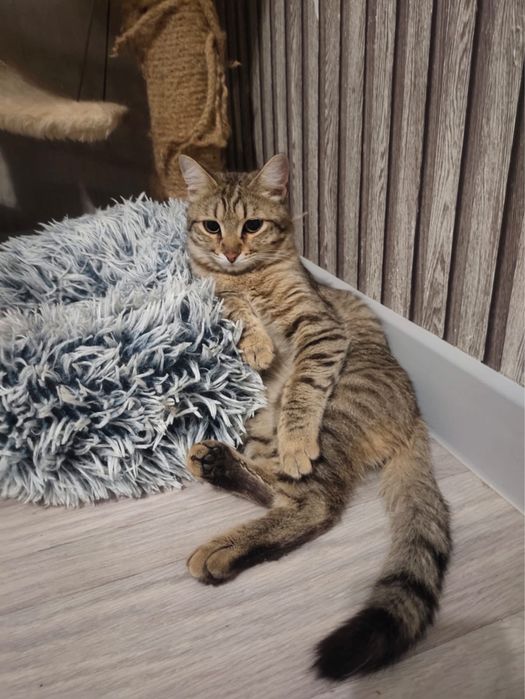 Котик, в любящую семью