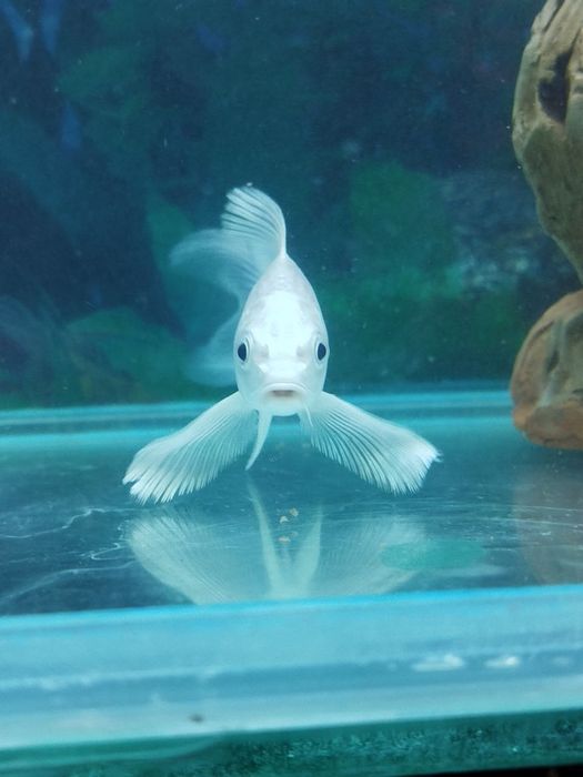 Akvarium baliq sotiladi.