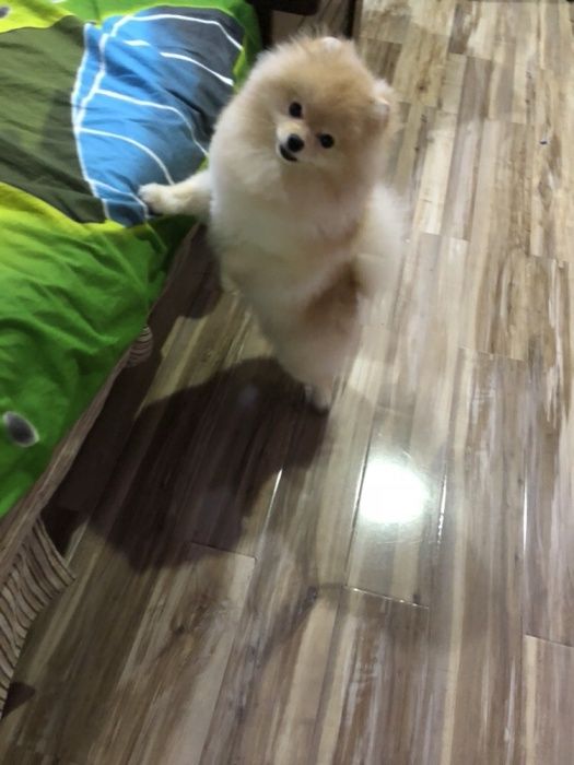 Ищем подругу для очаровательного Мишки