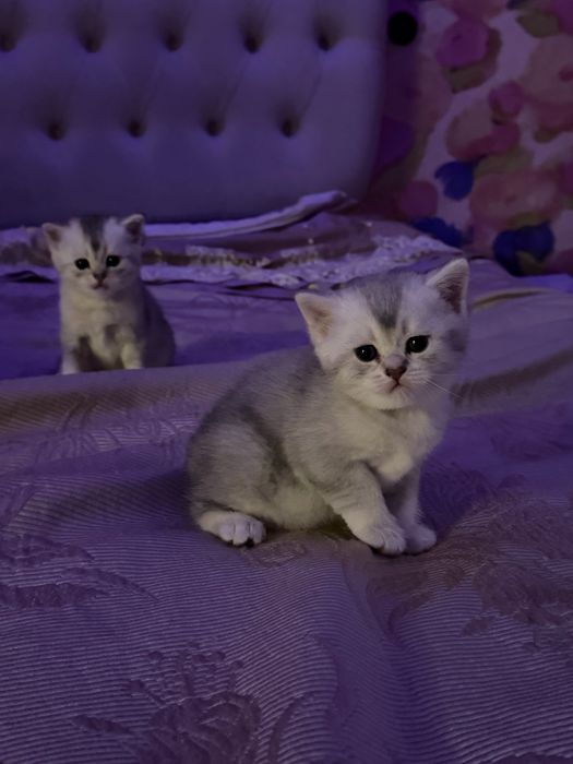Котятя - шиншила мальчики