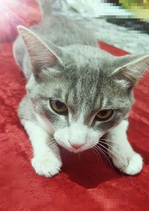 Mushuk hadya, toza va aqilli