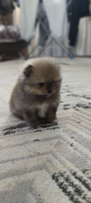 Шпицы мальчики и девочки